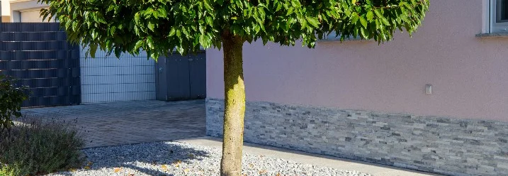 Baum vor Hauswand mit Kiesbeeten
